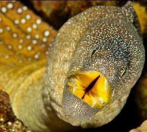 Yellow mouthed moray eel by Charles Wright 
